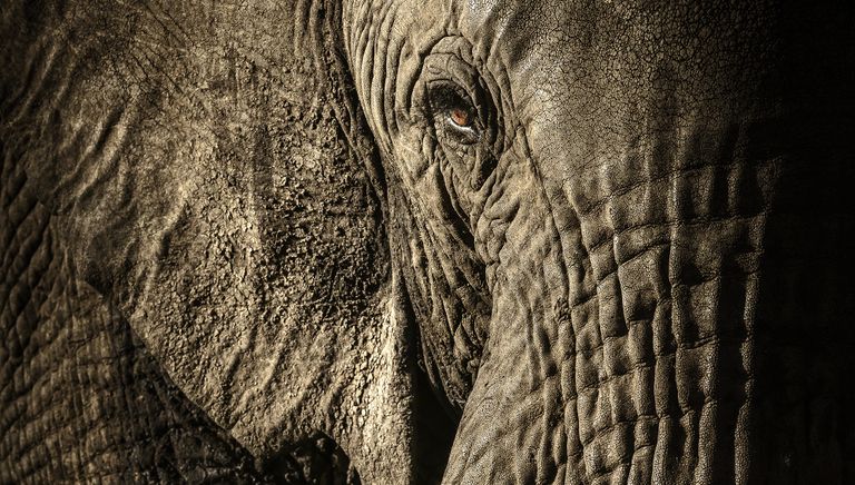 Работа фотографа из Новой Зеландии/Великобритании David Lloydl The power of the matriarch в категории Портреты животных в финале конкурса Wildlife Photographer of the Year 2017 Работа фотографа из Новой Зеландии/Великобритании David Lloydl The power of the matriarch в категории Портреты животных в финале конкурса Wildlife Photographer of the Year 2017