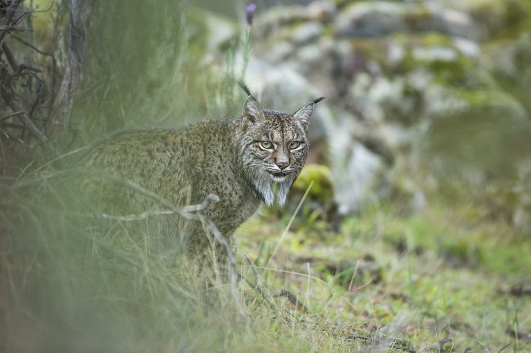 Работа фотографа из Испании Laura Albiac Vilas Glimpse of a lynx в категории Молодой фотограф от 11 до 14 лет в финале конкурса Wildlife Photographer of the Year 2017 Работа фотографа из Испании Laura Albiac Vilas Glimpse of a lynx в категории Молодой фотограф от 11 до 14 лет в финале конкурса Wildlife Photographer of the Year 2017
