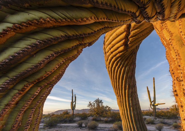 Работа фотографа из США Jack Dykinga Saguaro twist в категории Растения и грибы в финале конкурса Wildlife Photographer of the Year 2017 Работа фотографа из США Jack Dykinga Saguaro twist в категории Растения и грибы в финале конкурса Wildlife Photographer of the Year 2017