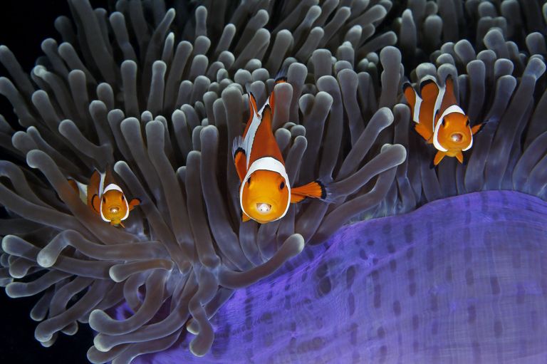 Работа фотографа из Китая Qing Lin The insiders в категории Подводный мир в финале конкурса Wildlife Photographer of the Year 2017 Работа фотографа из Китая Qing Lin The insiders в категории Подводный мир в финале конкурса Wildlife Photographer of the Year 2017