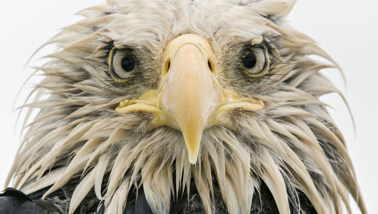 Работа фотографа из Германии Klaus Nigge Bold eagle в категории Портреты животных в финале конкурса Wildlife Photographer of the Year 2017 Работа фотографа из Германии Klaus Nigge Bold eagle в категории Портреты животных в финале конкурса Wildlife Photographer of the Year 2017