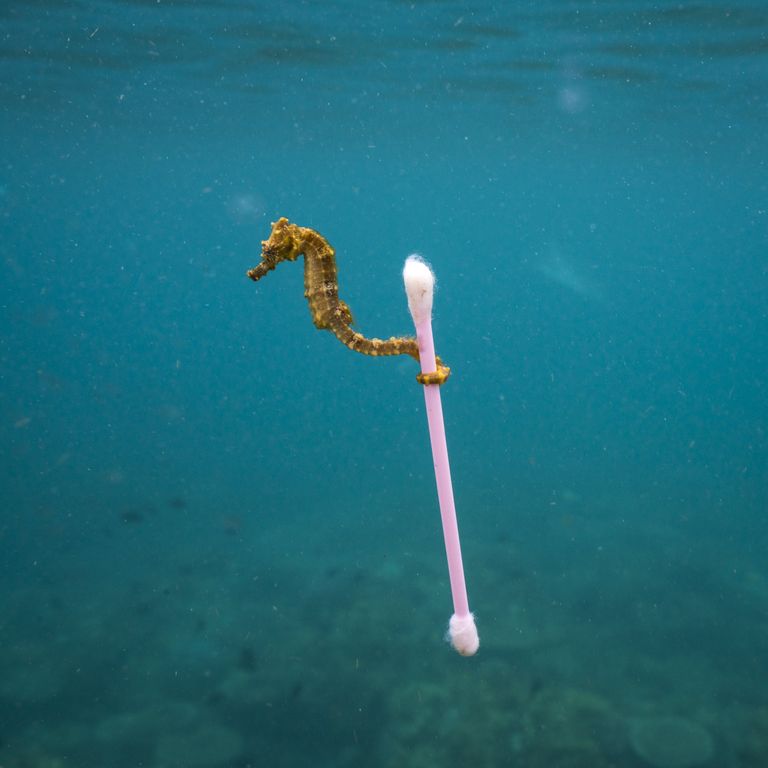 Работа фотографа из США Justin Hofman Sewage surfer в категории Одиночное изображение в финале конкурса Wildlife Photographer of the Year 2017 Работа фотографа из США Justin Hofman Sewage surfer в категории Одиночное изображение в финале конкурса Wildlife Photographer of the Year 2017