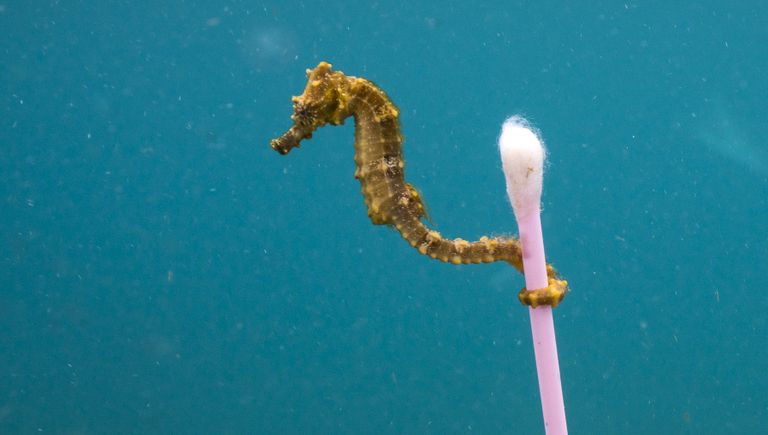 Работа фотографа из США Justin Hofman Sewage surfer в категории Одиночное изображение в финале конкурса Wildlife Photographer of the Year 2017 Работа фотографа из США Justin Hofman Sewage surfer в категории Одиночное изображение в финале конкурса Wildlife Photographer of the Year 2017
