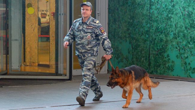 Кинолог с собакой после сообщения о минировании в Москве. Архивное фото Кинолог с собакой после сообщения о минировании в Москве. Архивное фото
