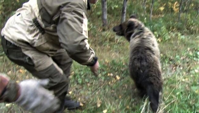Медвежонок, заблудившийся в Прокопьевске Кемеровской области. 15 сентября 2017 Медвежонок, заблудившийся в Прокопьевске Кемеровской области. 15 сентября 2017