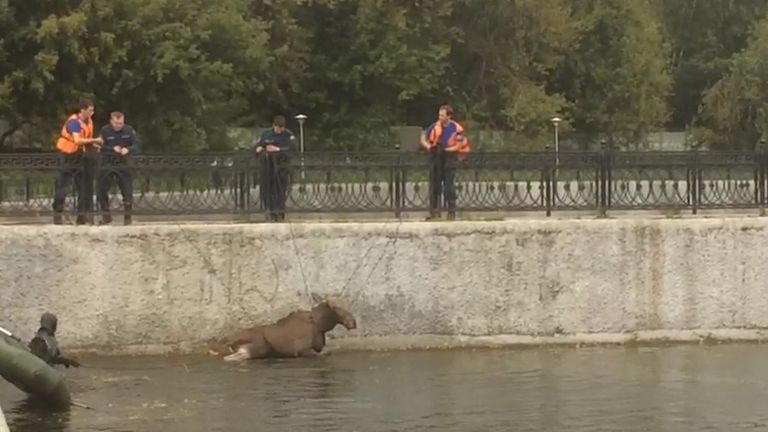 Сотрудники МЧС спасли лося, тонувшего в пруду на юго-востоке Москвы