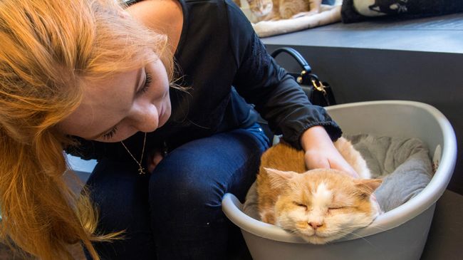 Посетительница котокафе Республика кошек в Санкт-Петербурге Посетительница котокафе Республика кошек в Санкт-Петербурге