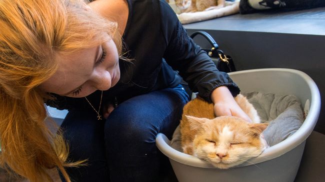 Посетительница котокафе Республика кошек в Санкт-Петербурге Посетительница котокафе Республика кошек в Санкт-Петербурге