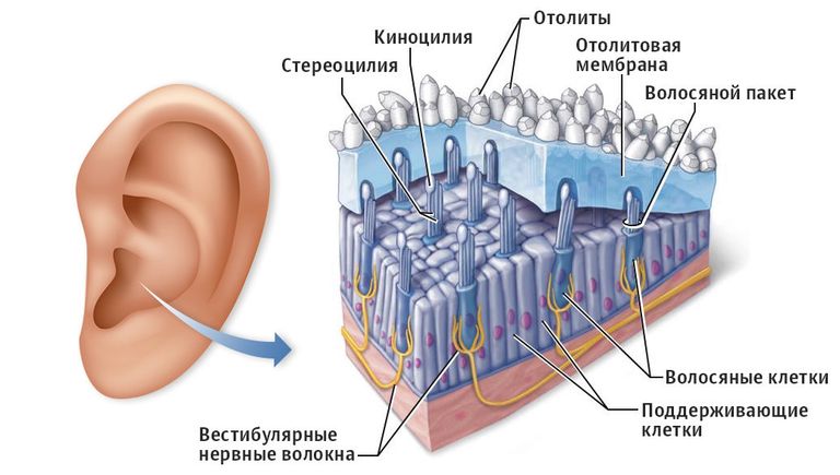 Схема строения отолитовой мембраны