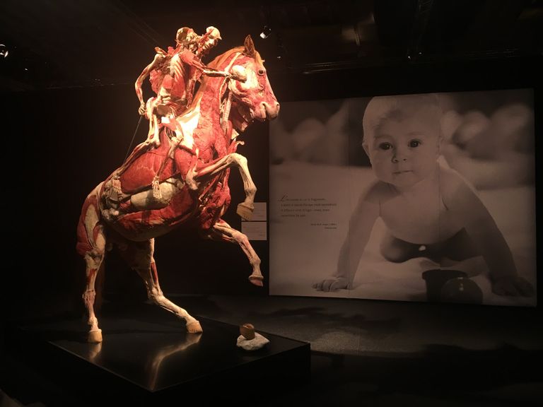 Открытие выставки Body Worlds в Женеве