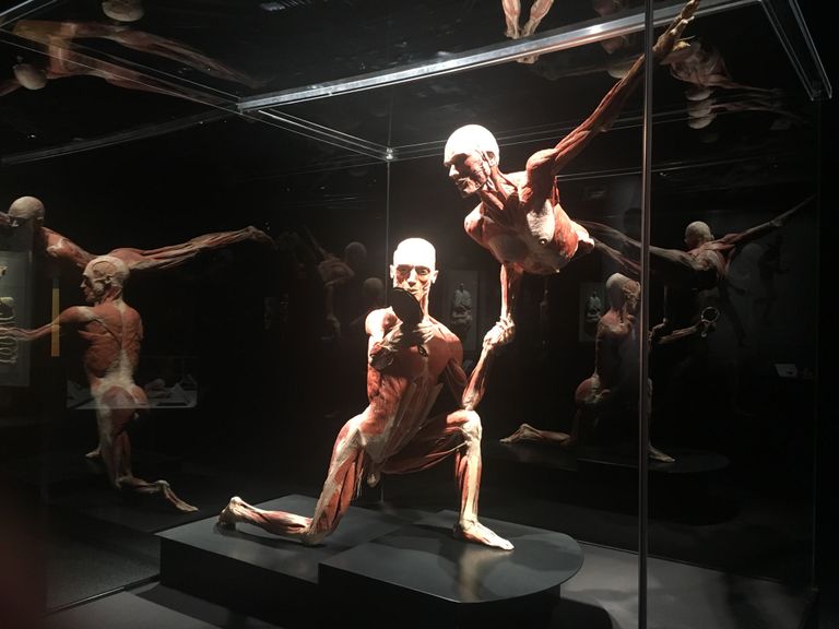 Открытие выставки Body Worlds в Женеве