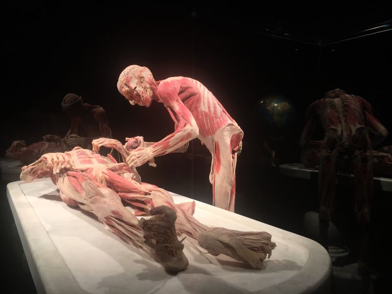 Открытие выставки Body Worlds в Женеве