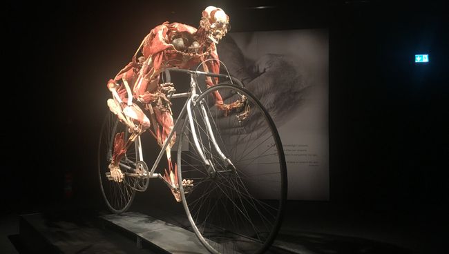 Открытие выставки Body Worlds в Женеве