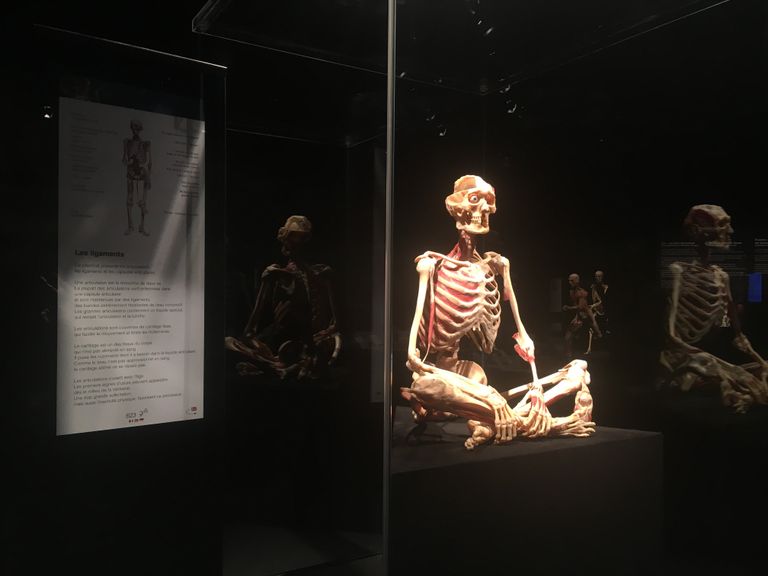 Открытие выставки Body Worlds в Женеве
