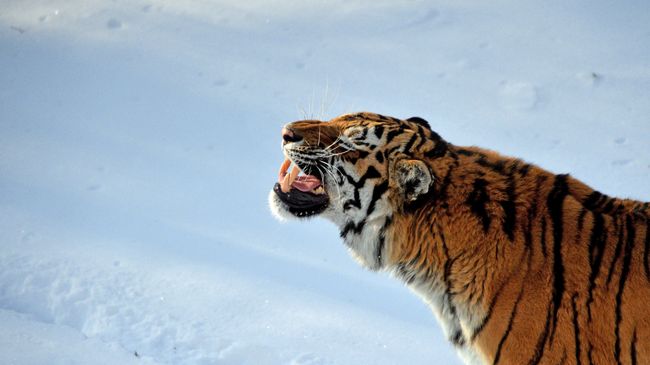  Амурский тигр