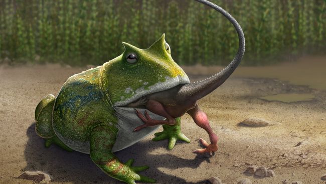 Гигантская ископаемая лягушка Beelzebufo ampinga. Архивное фото Гигантская ископаемая лягушка Beelzebufo ampinga. Архивное фото