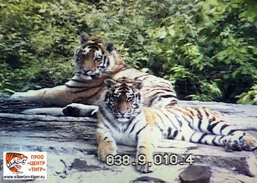 Сайхан и Лазовка живут в одном просторном вольере Сайхан и Лазовка живут в одном просторном вольере