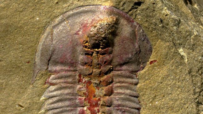 Трилобит Palaeolenus lantenoisi, предположительно первый обладатель настоящей пищеварительной системы Трилобит Palaeolenus lantenoisi, предположительно первый обладатель настоящей пищеварительной системы