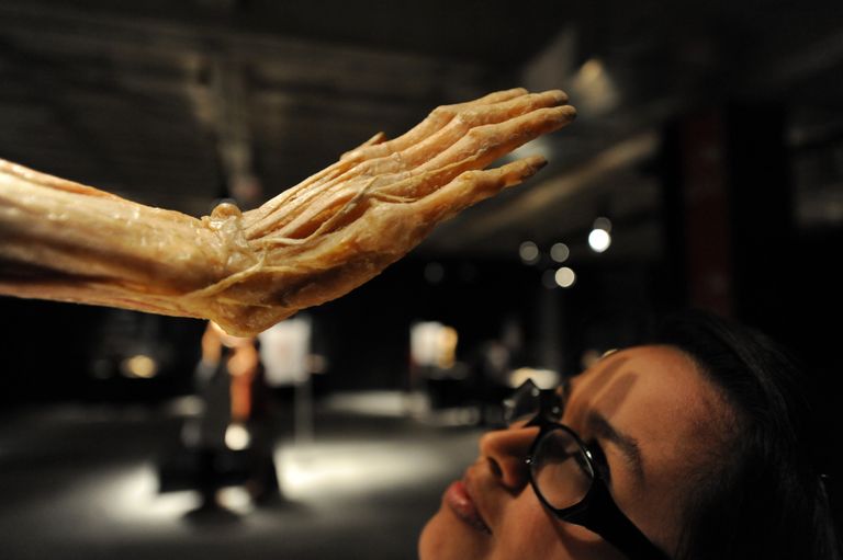 Анатомическая выставка реальных человеческих тел Body Worlds в Тегусигальпе, Гондурас. 8 ноября 2012 Анатомическая выставка реальных человеческих тел Body Worlds в Тегусигальпе, Гондурас. 8 ноября 2012