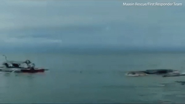 На Филиппинах нашли тушу гигантского морского животного