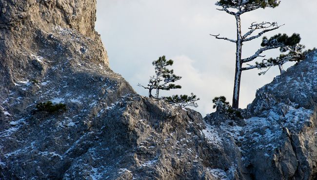 Сосны на горе Ай-Петри в Крыму. Архивное фото Сосны на горе Ай-Петри в Крыму. Архивное фото
