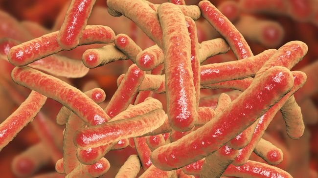 Бактерии Mycobacterium tuberculosis, возбудитель туберкулеза Бактерии Mycobacterium tuberculosis, возбудитель туберкулеза