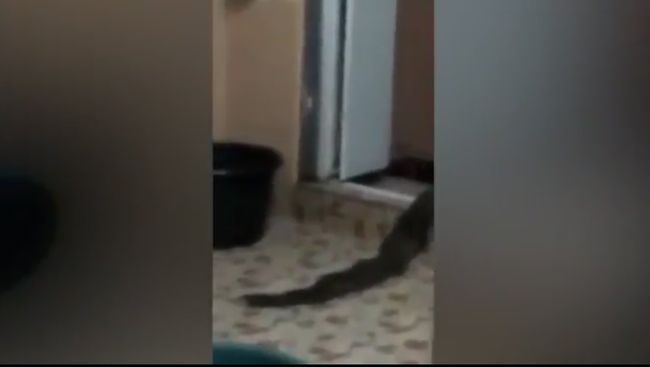 Житель Малайзии снял на видео неизвестное существо, выползшее из туалета Житель Малайзии снял на видео неизвестное существо, выползшее из туалета