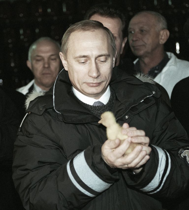 Владимир Путин держит в руках цыпленка во время посещения одного из передовых хозяйств колхоза АО Племзавода Колос. 2000 год Владимир Путин держит в руках цыпленка во время посещения одного из передовых хозяйств колхоза АО Племзавода Колос. 2000 год