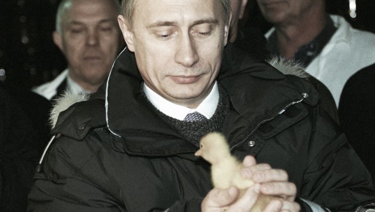 Владимир Путин держит в руках цыпленка во время посещения одного из передовых хозяйств колхоза АО Племзавода Колос. 2000 год Владимир Путин держит в руках цыпленка во время посещения одного из передовых хозяйств колхоза АО Племзавода Колос. 2000 год
