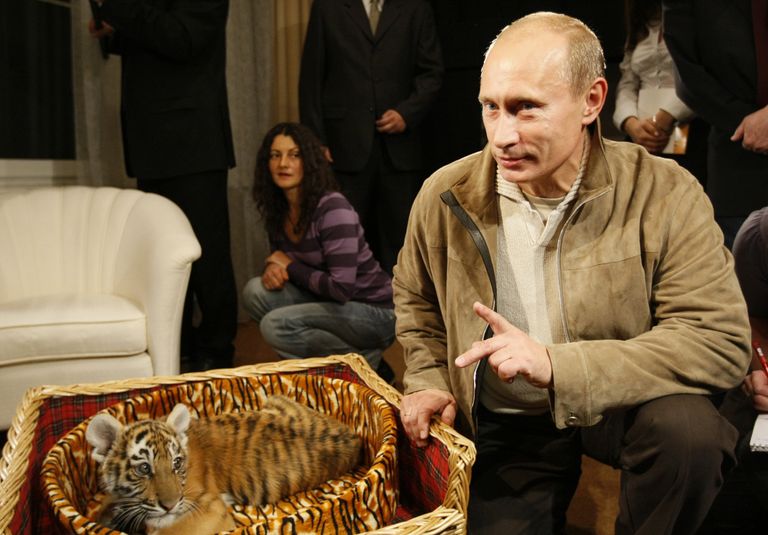 Владимир Путин познакомил журналистов с тигренком, которого ему подарили на день рождения 7 октября. 2008 год Владимир Путин познакомил журналистов с тигренком, которого ему подарили на день рождения 7 октября. 2008 год