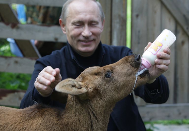 Премьер-министр РФ Владимир Путин во время посещения парка Лосиный остров. 5 июня 2010 Премьер-министр РФ Владимир Путин во время посещения парка Лосиный остров. 5 июня 2010