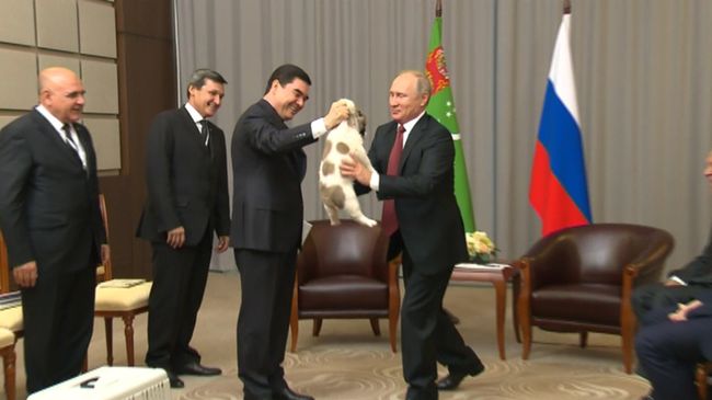 Путину подарили щенка алабая по кличке Верный Путину подарили щенка алабая по кличке Верный