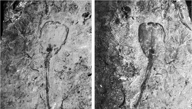 Тюльпан Siphusauctum lloydguntheri, живший на дне морей Земли 500 миллионов лет назад