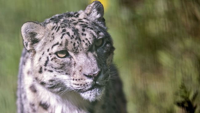 В Бурятии зафиксированы девять снежных барсов
