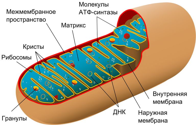 Схема строения митохондрии Схема строения митохондрии