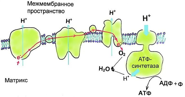 Схема переноса протонов через мембрану митохондрии и синтеза АТФ. Окисление органических соединений в матриксе митохондрии сопровождается последовательным переходом электронов (красная стрелка) по белковым комплексам дыхательной цепи митохондрии (светло-зеленые белки). Энергия, выделяющаяся при этих переходах электронов, расходуется на перенос протонов (тонкие голубые стрелки) через мембрану с помощью вспомогательной молекулы НАД (никотинамидадениндинуклеотид). В конечном итоге, электроны попадают на кислород, к нему присоединяются протоны, и в матриксе митохондрии образуется вода. Протоны, накопившиеся на наружной стороне мембраны, могут вернуться обратно в матрикс митохондрии только через специальные ворота - АТФ-синтазу. При протекании протонов, в активном центре АТФ-синтазы к аденозин-ди-фосфату - предшественнику молекулы АТФ, - присоединяется фосфат, и получается аденозин-три-фосфат, т.е. АТФ. Схема переноса протонов через мембрану митохондрии и синтеза АТФ. Окисление органических соединений в матриксе митохондрии сопровождается последовательным переходом электронов (красная стрелка) по белковым комплексам дыхательной цепи митохондрии (светло-зеленые белки). Энергия, выделяющаяся при этих переходах электронов, расходуется на перенос протонов (тонкие голубые стрелки) через мембрану с помощью вспомогательной молекулы НАД (никотинамидадениндинуклеотид). В конечном итоге, электроны попадают на кислород, к нему присоединяются протоны, и в матриксе митохондрии образуется вода. Протоны, накопившиеся на наружной стороне мембраны, могут вернуться обратно в матрикс митохондрии только через специальные ворота - АТФ-синтазу. При протекании протонов, в активном центре АТФ-синтазы к аденозин-ди-фосфату - предшественнику молекулы АТФ, - присоединяется фосфат, и получается аденозин-три-фосфат, т.е. АТФ.