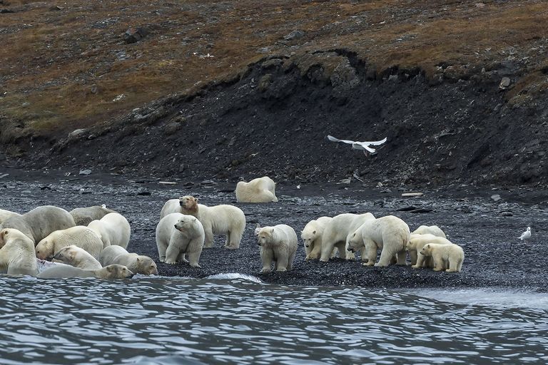 Уникальное скопление белых медведей на острове Врангеля Уникальное скопление белых медведей на острове Врангеля