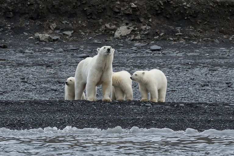 Уникальное скопление белых медведей на острове Врангеля Уникальное скопление белых медведей на острове Врангеля