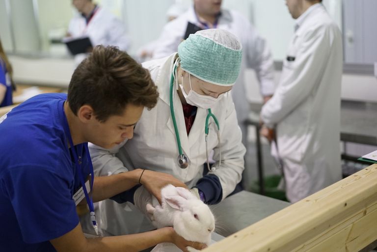 V Национальный чемпионат WorldSkills в Краснодаре. Соревнования в компетенции Ветеринария V Национальный чемпионат WorldSkills в Краснодаре. Соревнования в компетенции Ветеринария