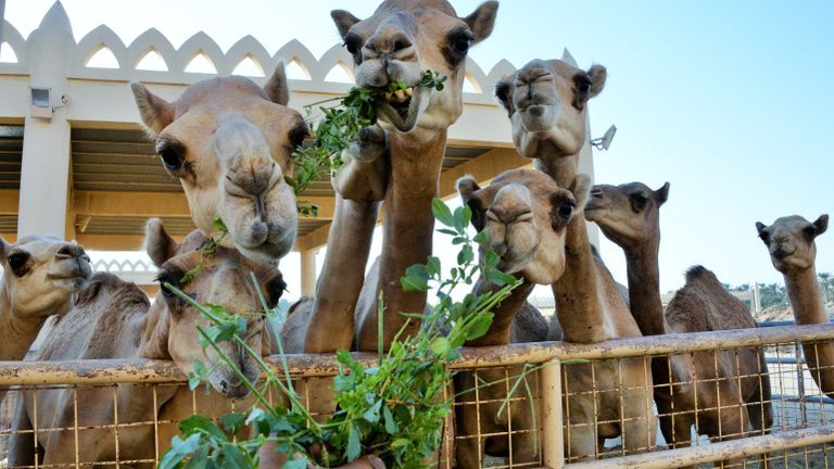 Королевская верблюжья ферма в Бахрейне Королевская верблюжья ферма в Бахрейне