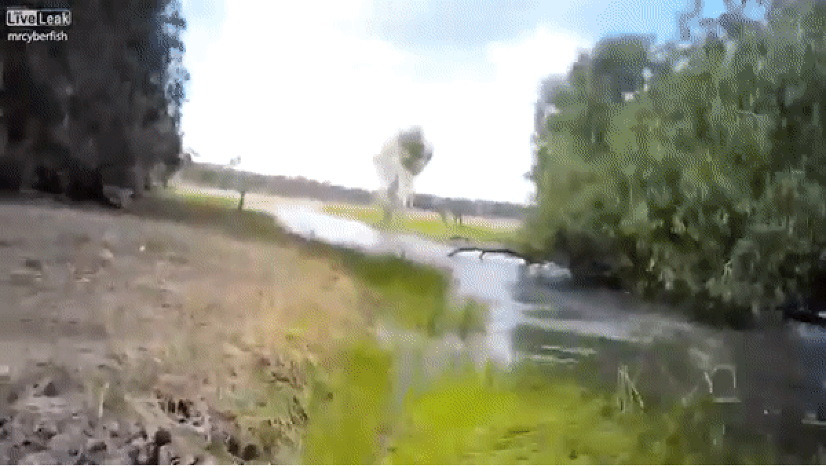 Погоня разъяренного крокодила за охотниками попала на видео