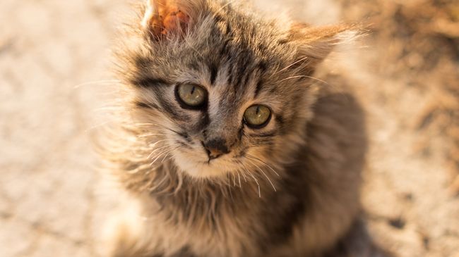 Котенок на улице. Архивное фото