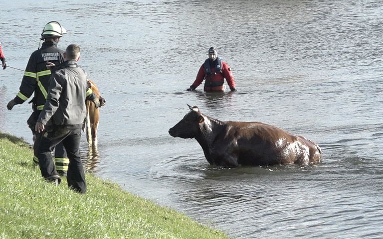 Пожарные спасают корову из реки Эльба под Гамбургом, Германия. 29 октября 2017 года Пожарные спасают корову из реки Эльба под Гамбургом, Германия. 29 октября 2017 года