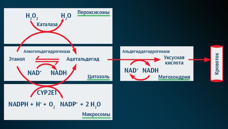 Схема всасывания алкоголя в организме человека Схема всасывания алкоголя в организме человека