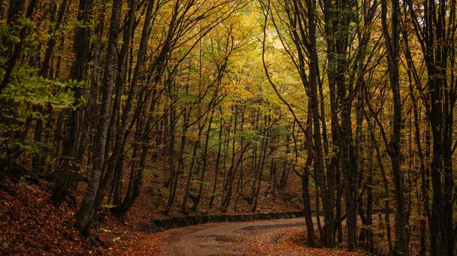 Осенний лес на горе Ай-Петри в Крыму. Архивное фото