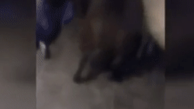 Пес завел овец домой gif Пес завел овец домой gif
