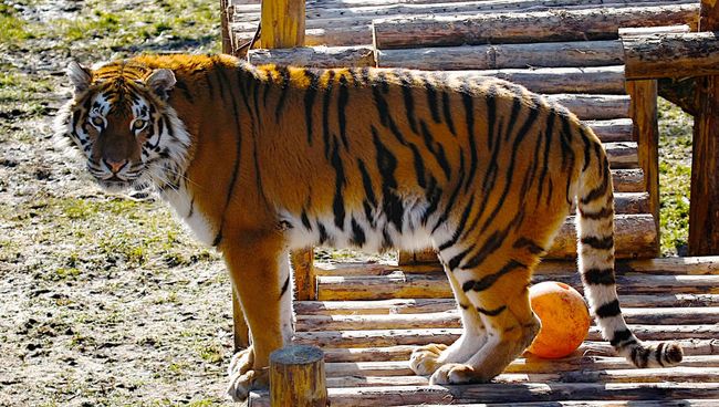 Амурский тигр Калининградского зоопарка. Архивное фото Амурский тигр Калининградского зоопарка. Архивное фото