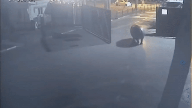 Бегемот сбежал gif Бегемот сбежал gif
