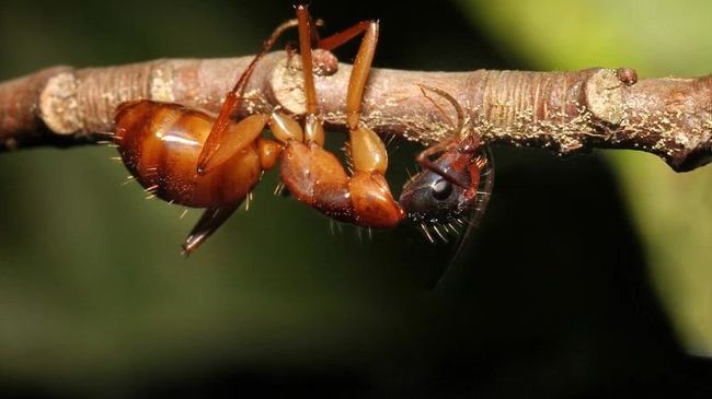 Грибок Ophiocordyceps превращает муравьев в зомби, напрямую управляя работой их мускулов Грибок Ophiocordyceps превращает муравьев в зомби, напрямую управляя работой их мускулов