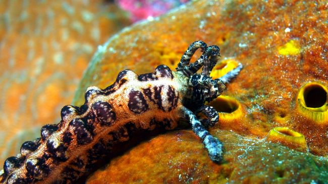 Морской огурец Морской огурец